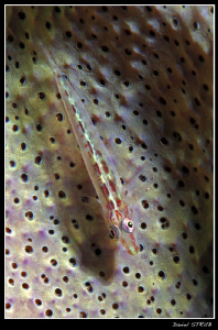 Small gobbie on a sponge (pleurosicya elongata?) by Daniel Strub 